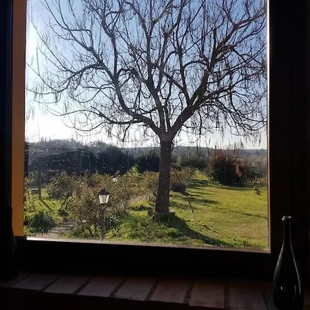 Oliva *
